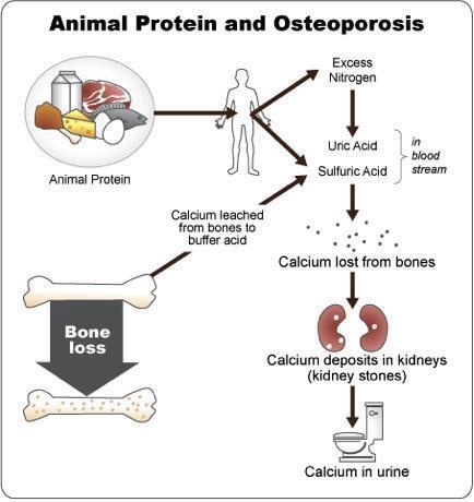 Animal-Protein-and-Disease-